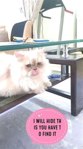 👉 Can Symon Find It? 😲 Hide & Seek Cat Challenge 🐾
