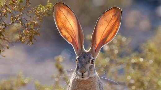 Wildlife in Nevada | Nevada Animals | Wildlife Refuges