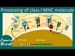 Class I MHC processing | Major histocompatibility complex I | MHC I vs MHC II processing.