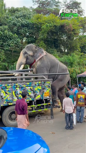 ആന വണ്ടിയിൽ കയറുന്നത് കണ്ടോ 🫣 Cherpulassery Anandapadmanabhan #elephant