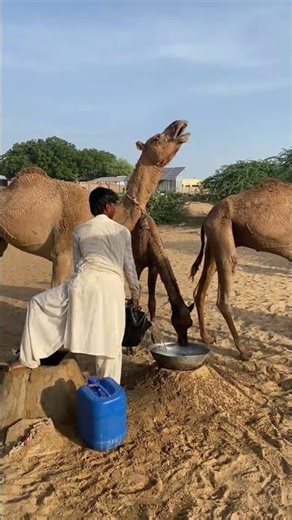 هناك رجل يسقي جملًا جميلًا.