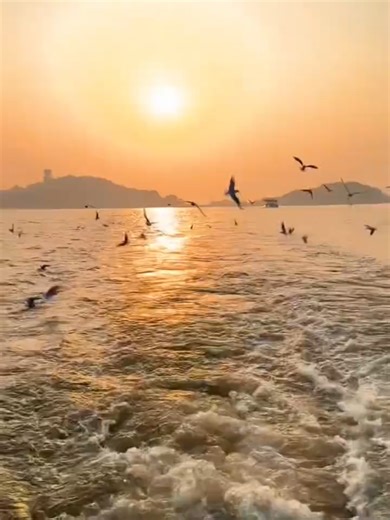 The red-billed gulls and the orange sunset at Wuxi's Yuantouzhu scenic area are absolutely stunning! cr: Douyin ID 61400094774 #China #Wuxi