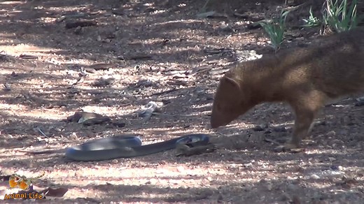 2.1K views · 94 reactions | Slender Mongoose hunting Black Mamba. Animal Life | Animal Life | Facebook