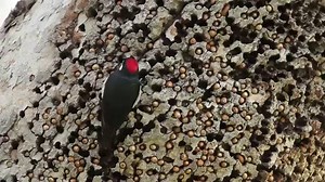 Storing Food: The Granaries of Acorn Woodpeckers | Bird Academy • The Cornell Lab