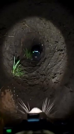 Scientists Put a Tiny Camera on a Mole… This Is What It Saw Underground 😳 #animals #whildlife