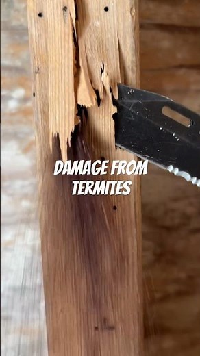 What Termite damage and poop 💩 looks like. Drywood termites in #lakeworthflorida