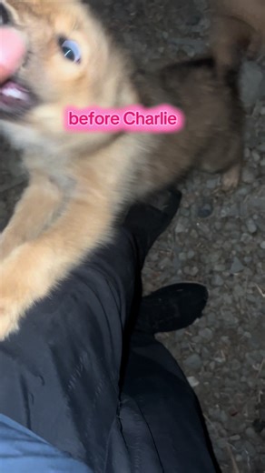 #charlie #always ❤️❤️❤️