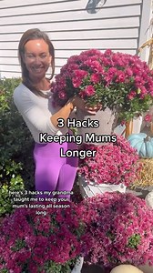 1.1M views · 941 reactions | 3 GENIUS HACKS TO KEEP MUMS LASTING LONGER !these are so easy and your Mums will last all season long!! | At Home With Shannon | Facebook
