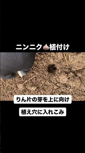 ニンニク🧄植付けました‼️ホワイト六片 21個自家栽培したりん片を種として植付けました♪今回「草マルチ」をかけて栽培してみることにしました。りん片の芽を上向きにして5cmほど穴をあけて植付けました。