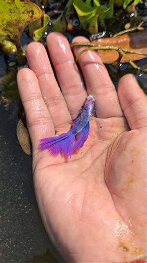 So beautiful and lovely betta fish swimming in wilderness lake.