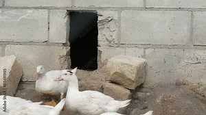White Ducks on village farm