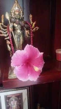 #lily pond #flowers #gardening #nature #lifeisbutadream