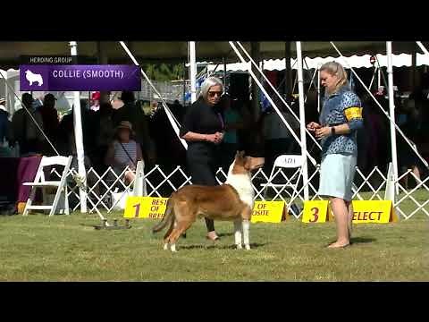 Collies (Smooth) | Breed Judging 2022