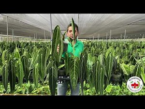 Growing Anthurium warocqueanum in Ecuagenera