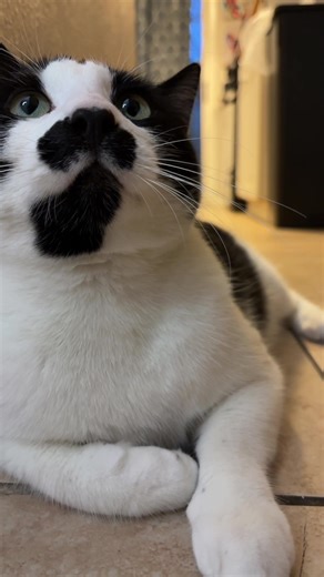 Count Razoo (@count_razzoo)’s videos with i'll keep you safe - Anitsu & Shiloh Dynasty