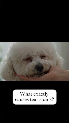 Stop Dog Tear Stains Forever! 🐶 4 Simple Steps to a Clean Face#clean dog face #pet health hacks