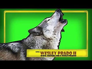 som de lobo uivando - sound Wolf howling
