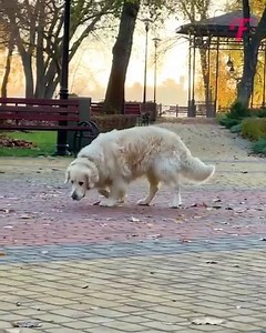 172K views · 3K reactions | The stranger paid back a watchful Golden Retriever | Tips & Tricks | Facebook