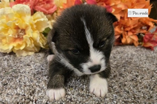 Timon - Shiba Inu Puppy 930863