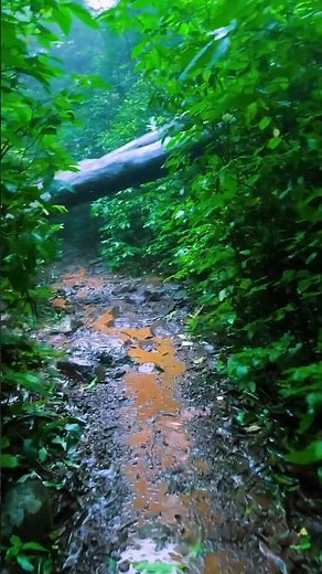 Bhimashankar Jungle Trek in Monsoon 🌧️ | Hidden Heaven of Maharashtra #shorts
