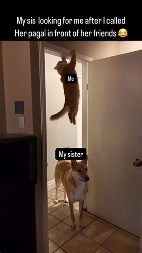 @angrycat on Instagram: "RIP💀 #daily #dailymemes #angry #angrycat #cat #new#viral #trending #memes #funny#new #foryou #newreel #newpost"