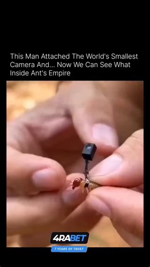 The heroic mark on Instagram: "You are looking at the hidden world of an ant empire, captured from the inside. By attaching one of the world’s smallest cameras, this researcher revealed what normally remains invisible beneath the soil. The footage shows ants moving through narrow tunnels, coordinating work, communicating through touch and chemical signals, and maintaining a complex underground city built entirely without sight. Inside the colony, every movement has purpose. Workers transport foo