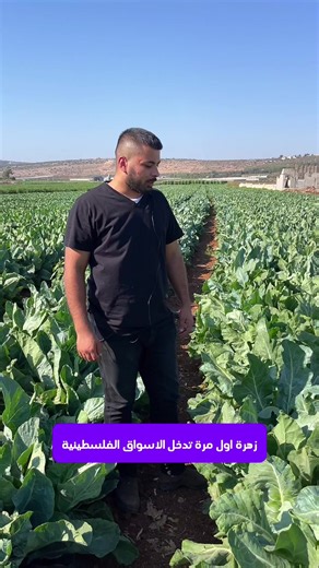 استكشاف المدن الفلسطينية: جنين، نابلس، ورام الله