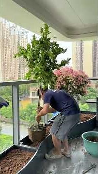 A tropical plant garden in the balcony corner #BalconyGardening #PlantLandscaping #BalconyGarden