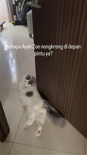 Zoe Palamangka on Instagram: "Keluarga Capi2 an ini ada2 ajja yaa.. 💕 Kandang bersih dan hangat masa kalah sama pojokan kamar yang lembab 😅 #cat #cats #kucing #kucinglucu #cats_of_instagram"