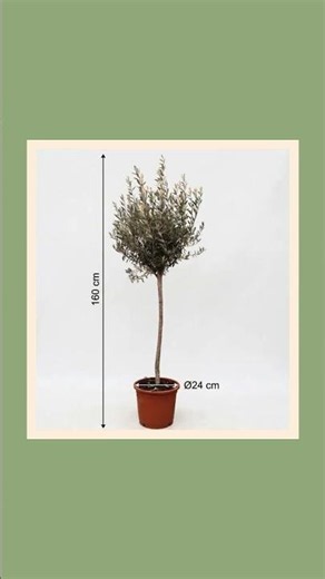 Olijfboom met pot korting mei 20926 (Responsieve presentatie) (1).mp4