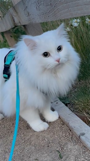 Why has Donut’s decided he is in a rush… I have no clue? 😂#catsoffacebook #walk #cat #catlife #funnyvideo #siberiancat #cutecat #cats #funny | A Cat Called Donut