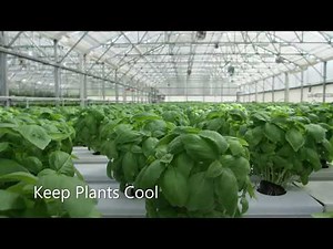 Cooling A Greenhouse Using Fog | MicroCool