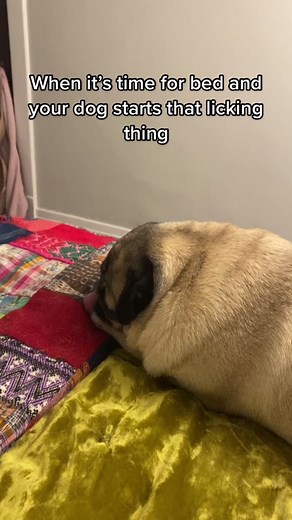 Dog Licking Bed at Night - Why Dogs Lick Everything