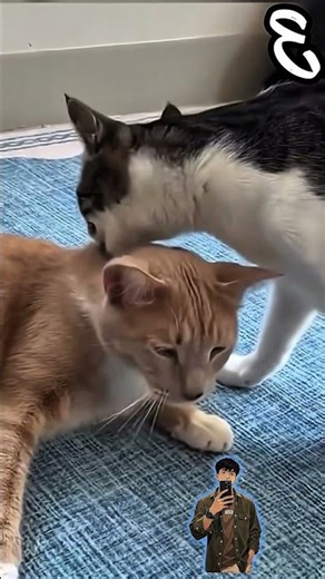 😂 Funniest Pet Moments Ever! 🐶🐱 | Try Not to Laugh #Shorts