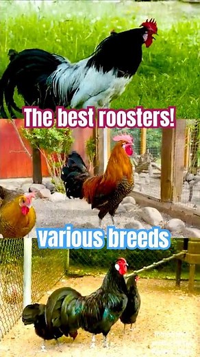 Hähne der schönsten Hühnerrassen krähen im Vergleich! Phönix, Lakenfelder, Bankiva und Brakel Hühner