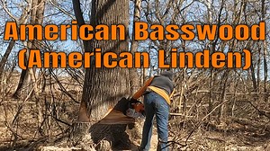 7.4K views · 239 reactions | Cutting a Basswood double - American...