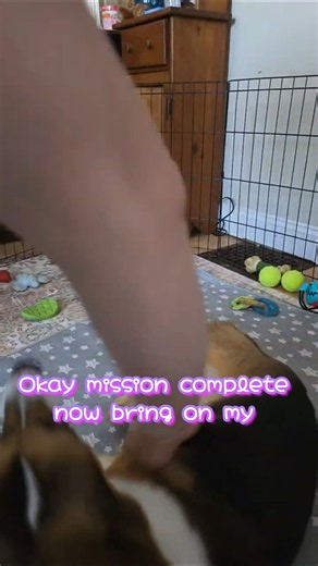 mission puppy play time #corgi #dogshorts #puppy #pets
