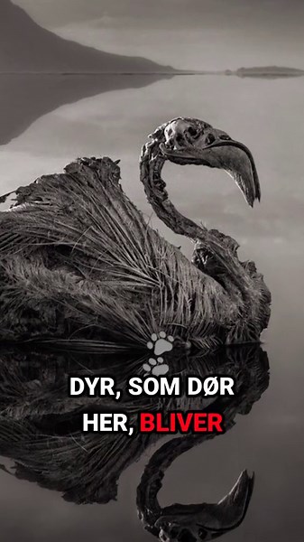 😱 Verdens FARLIGSTE Steder! 💀 #farlig #mesterutrolig #facts #fact #danmark #fyp