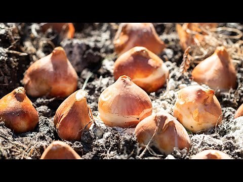 How to Plant Bulbs in the Fall (Tulips, Daffodils, Allium, Muscari!)