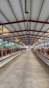 245K views · 5K reactions | Dutch dairy is a very beautiful cow farm, open, Mashallah, it looks very beautiful #cattlefarm #Bangladesh #fypviralシ #fypageシ #beautychallenge | TAUHIDUR RAHMAN | Facebook