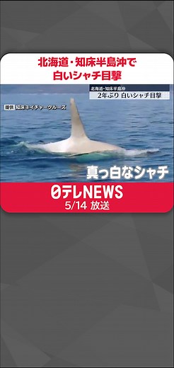#世界自然遺産 の#北海道 #知床半島 沖で全身が白い#シャチ が目撃されました。この周辺で白いシャチが確認されたのは、2年ぶりだということです。#日テレnews #tiktokでニュース