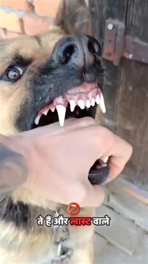 Most aggressive dog breeds 😈⚠️ #dog #pitbull #facts #knowledge #viral #new #latest #trending