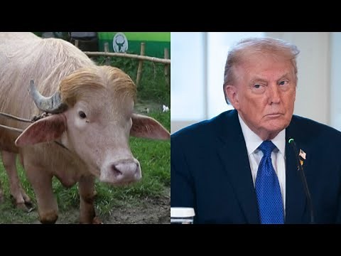 Rare albino buffalo nicknamed ‘Donald Trump’ spared from slaughter after viral videos