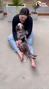 13M views · 261K reactions | First year with a senior rescue dog = aging in reverse  | The Dodo | Facebook
