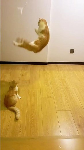 The Cats’ Perfect Backflip Moment #cat