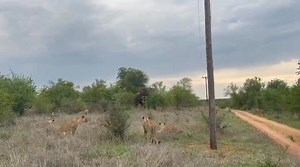 Balule River Lodge on Reels
