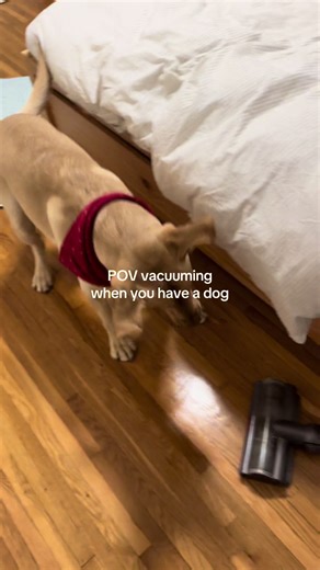 Terrible security dog… but he clocks in every time the vacuum comes out #labrador #labsoftiktok #pethumor #dogreaction #dogsoftiktok