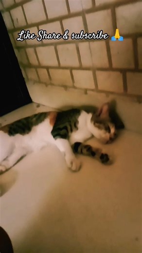 My first Loop with my cats 😺😺#catvideos #cute