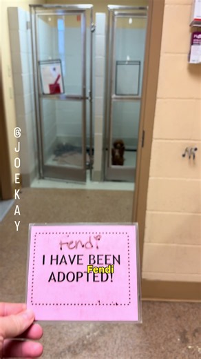 Dog Adoption Feel-Good Story: Happy Friday Adoption!