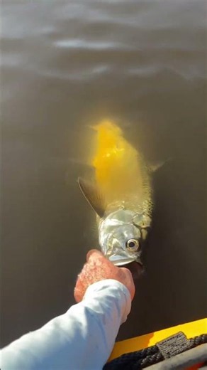 He Calls It the Perfect Small Tarpon